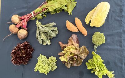 Spring CSA 2026 – Week 2