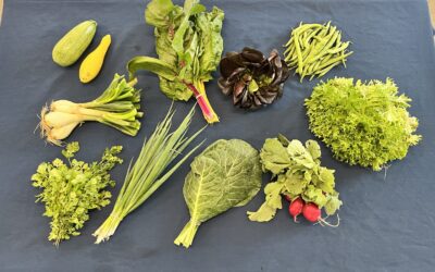 Spring CSA 2026 – Week 5