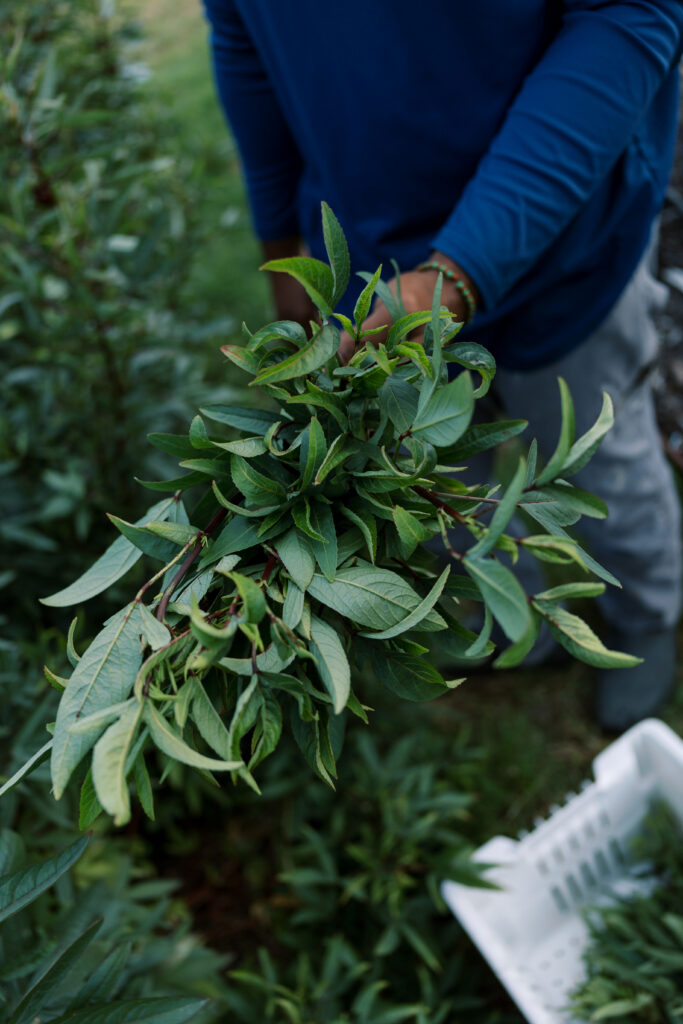 Farm Apprentice, Ade, harvests Roselle Leaves.