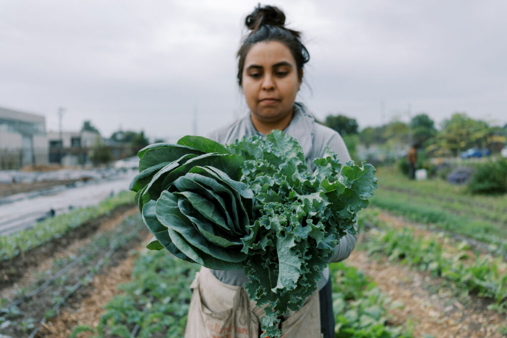 Farmer Rocio harvesting collard greens and kale.