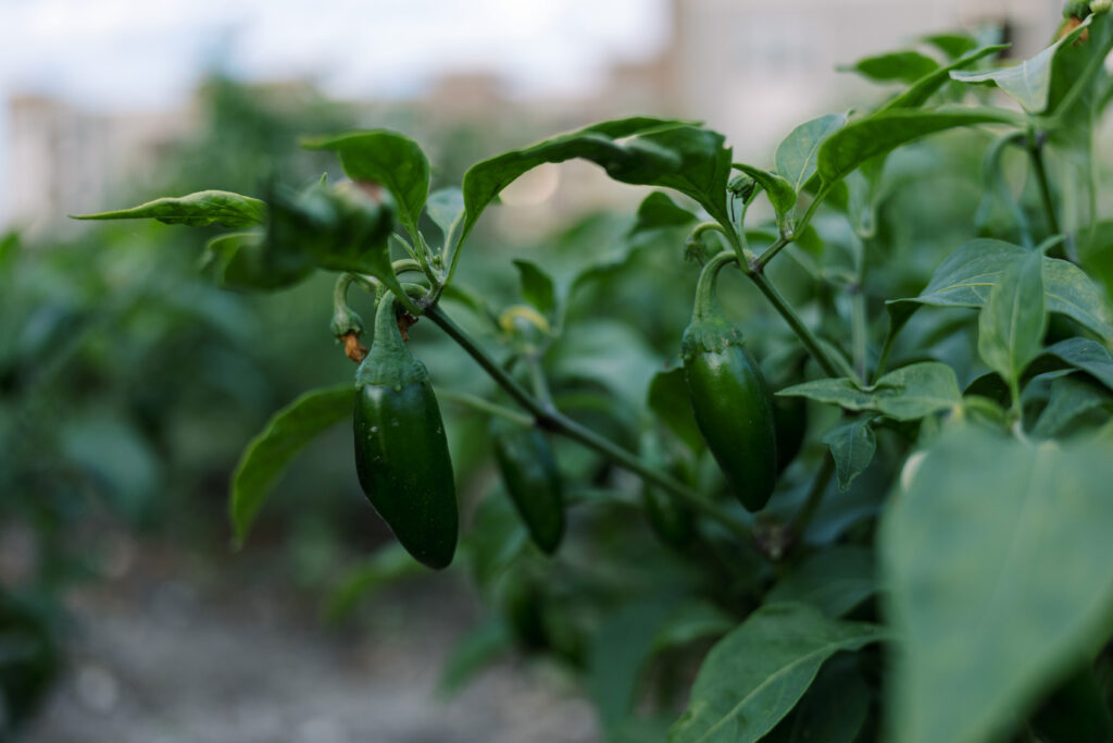 Jalapeños from Finca Tres Robles.